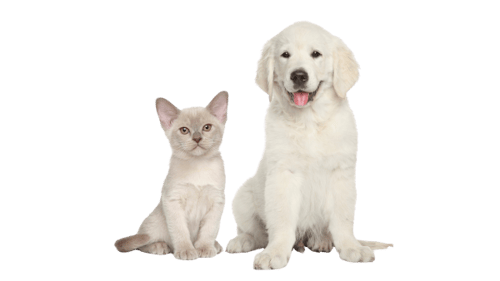 A white dog and a cat