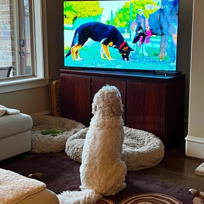 Dog tv sale for dogs