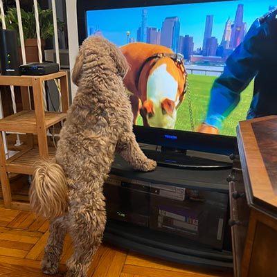 Dog tv deals att uverse