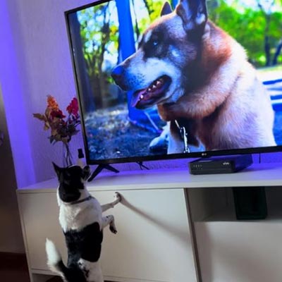 Dog tv hot sale price