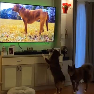 TV channel for Dogs and their Humans