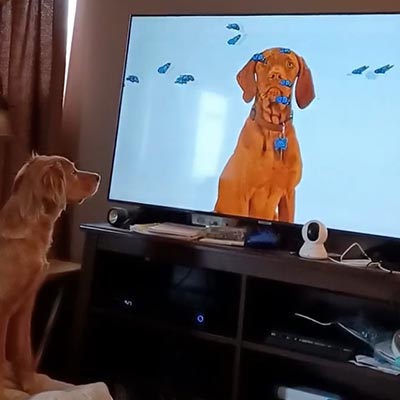 Dog tv sale on directv channel