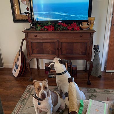 Dog tv on on sale firestick