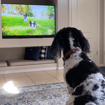 Dog tv deals att uverse