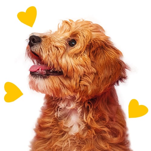 A golden doodle A golden doodle