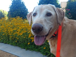 Ranger, happy DOGTV customer
