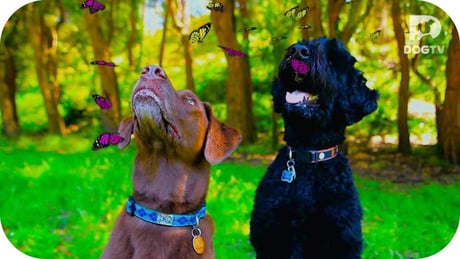 Two dogs watching butterflies