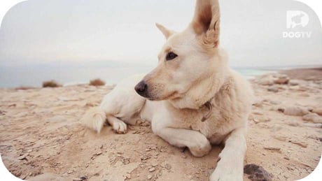 A dog relaxing by water