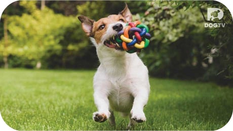 A dog running with a ball