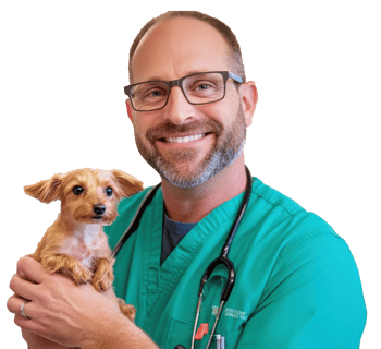 A happy veterinarian holding a Yorkshire terrier puppy