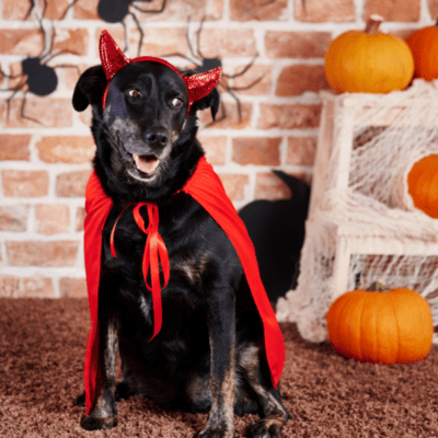 devil-dog