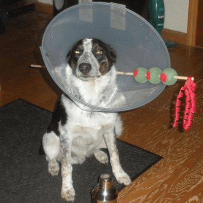 martini-dog