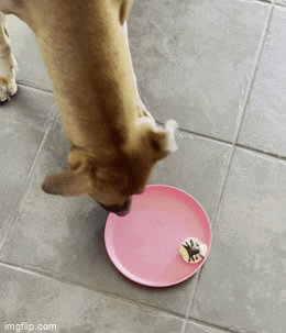 Dog enjoying spider egg