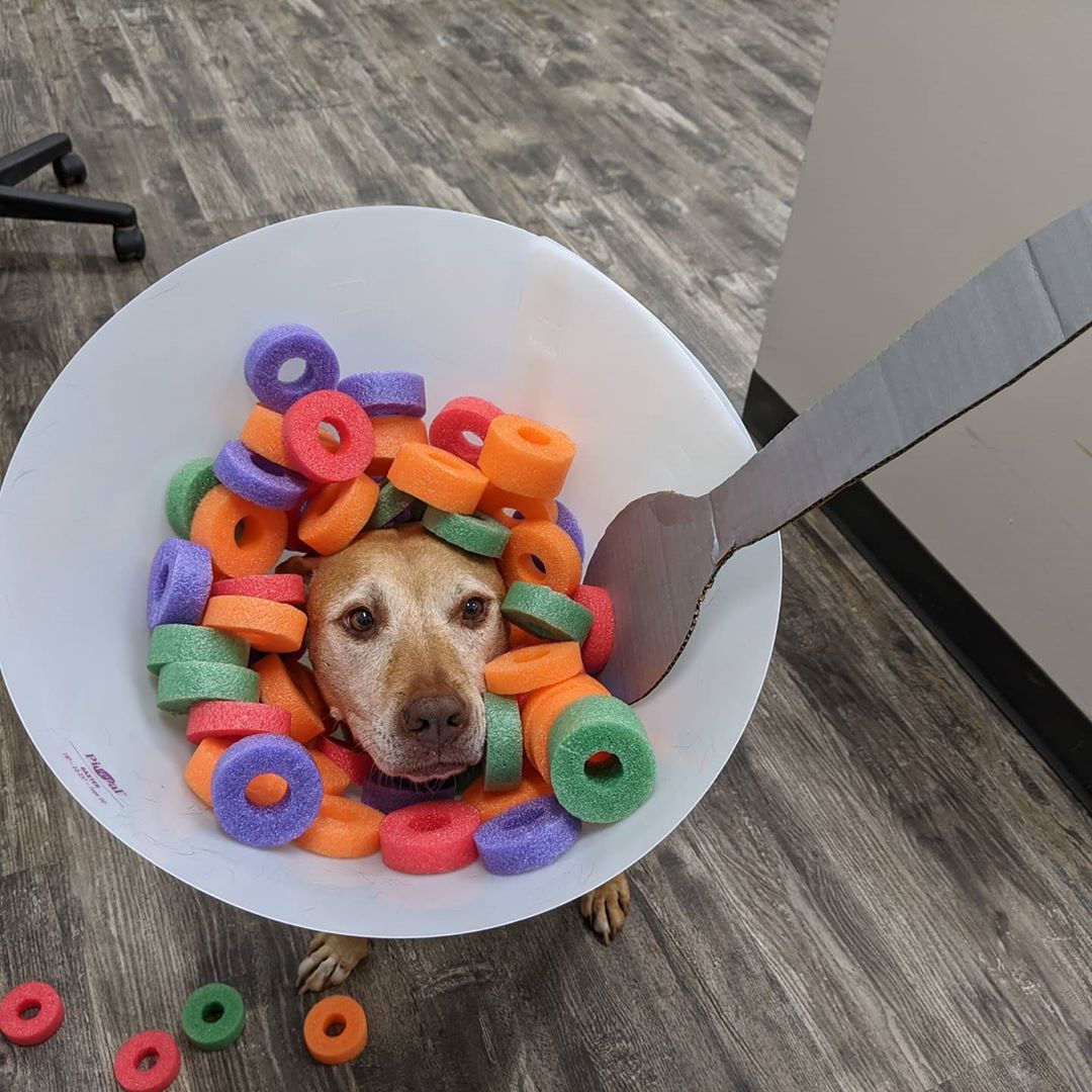 cereal