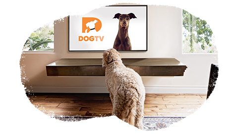 A dog watching DOGTV