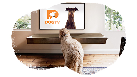 Dog tv on sales firestick